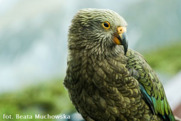 kea