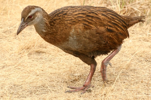 PNZ_10_fot.B.Muchowska