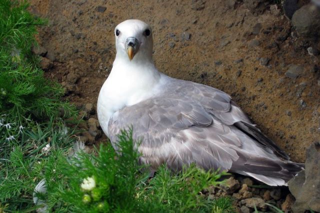 fulmar