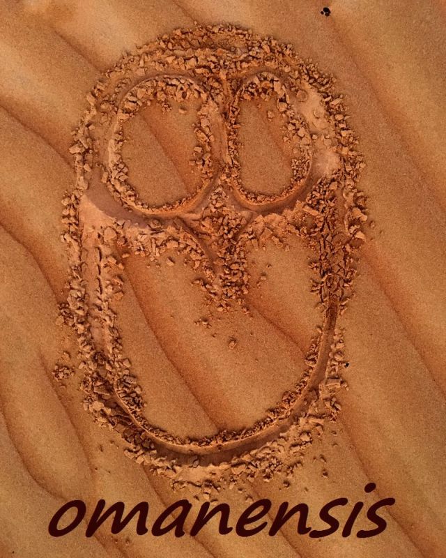omanensis